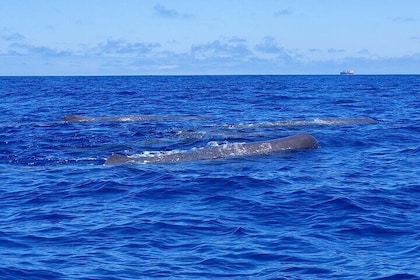 São Miguel, Azores: Whale and Dolphin Watching Tour