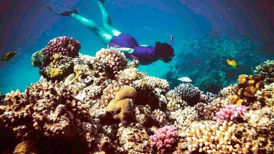 Day Trip : Ras Mohamed & White Island Snorkeling Adventure