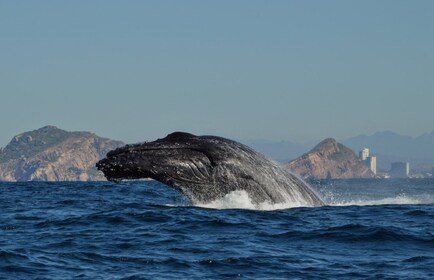 Mazatlán: aventura de observación de ballenas