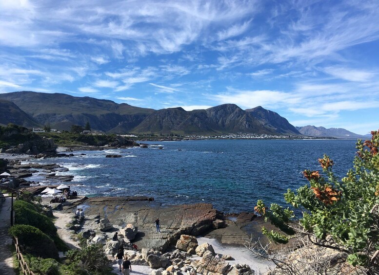 Picture 4 for Activity From Cape Town: Full Day Tour to Hermanus