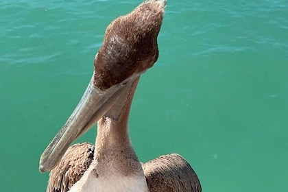 Explore the waters of Anna Maria Island on a private 3hr charter