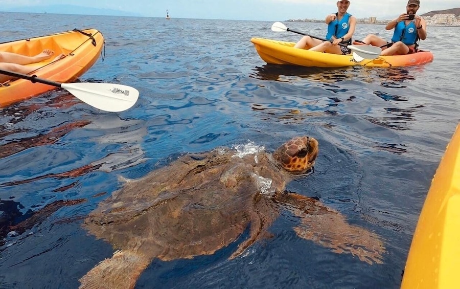 Picture 1 for Activity Tenerife: Kayak Safari and Sea Turtle Snorkeling
