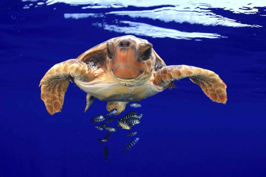 Picture 5 for Activity Tenerife: Kayak Safari and Sea Turtle Snorkeling