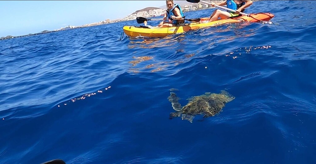 Picture 2 for Activity Tenerife: Kayak Safari and Sea Turtle Snorkeling