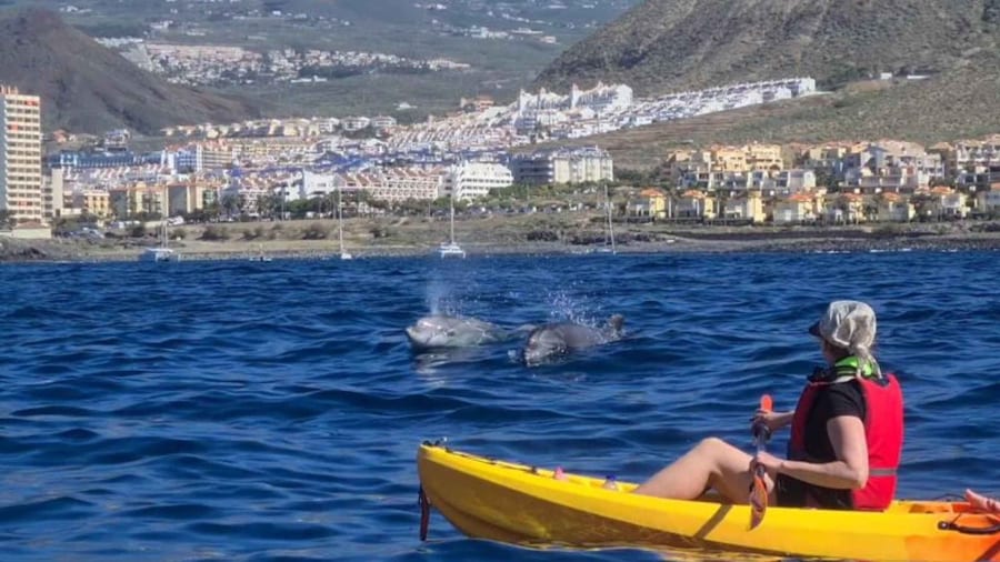 Tenerife: Kayak Safari and Sea Turtle Snorkeling