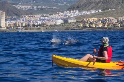 Tenerife : Safari en kayak et plongée en apnée avec les tortues de mer