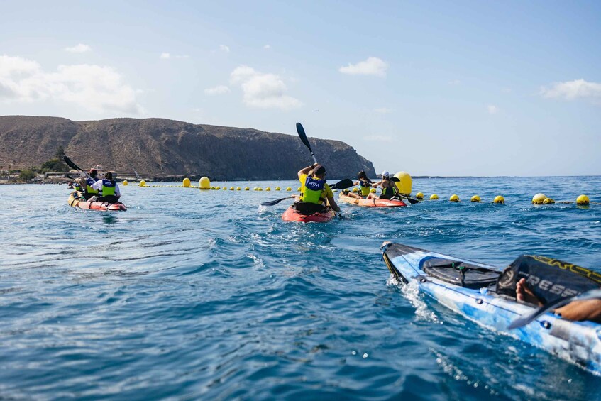 Picture 24 for Activity Tenerife: Kayak Safari and Sea Turtle Snorkeling