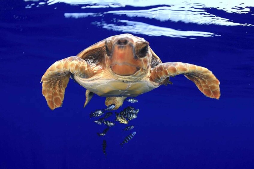 Picture 4 for Activity Tenerife: Kayak Safari with Sea Turtles and Snorkeling