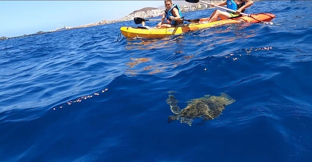 Picture 2 for Activity Tenerife: Kayak Safari and Sea Turtle Snorkeling