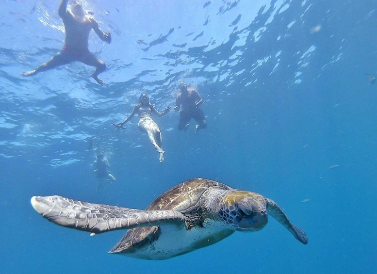 Picture 8 for Activity Tenerife: Kayak Safari and Sea Turtle Snorkeling