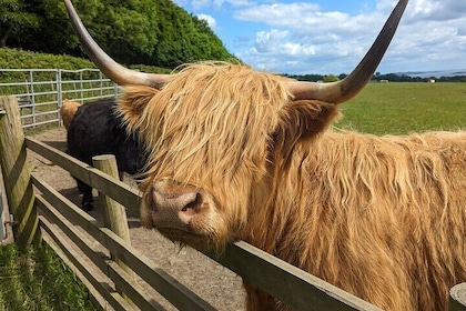 Private Shore Excursion-Castles, 'Highland Coos' and Whisky taste