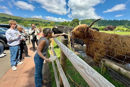 Private Shore Excursion-Castles, Highland Coos and Whisky Tasting