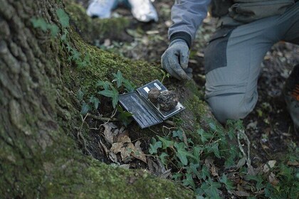 Truffle Hunting, Cooking Class & Gourmet Lunch in Siena, Tuscany