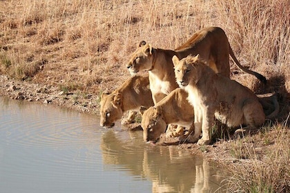 4 Days Group Safari Tarangire Serengeti and Ngorongoro