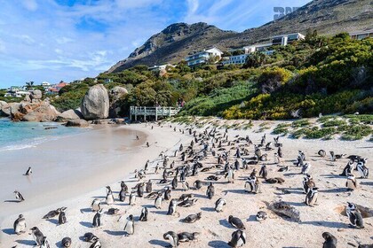 Cape Peninsula Tour: Cape Point, Penguins, Noordhoek & More