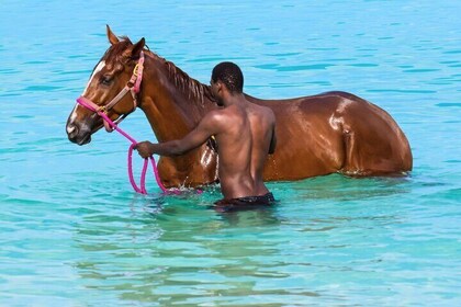 Carlisle Bay Swimming Horses Breakfast and Beach Day