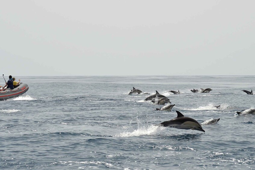 Picture 2 for Activity Albufeira: Dolphin Watching and Benagil Cave Boat Cruise