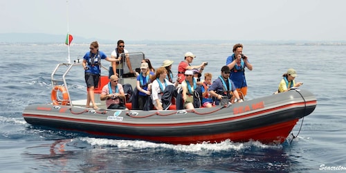 Albufeira: Delfinskådning och båtkryssning i Benagilgrottan