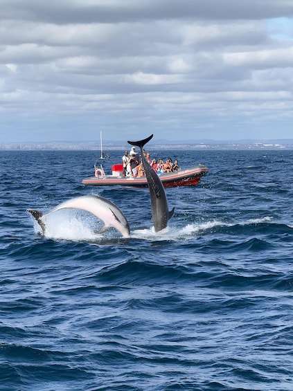 Picture 1 for Activity Albufeira: Dolphin Watching and Benagil Cave Boat Cruise