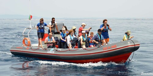 Albufeira : Observation des dauphins et croisière en bateau dans les grotte...