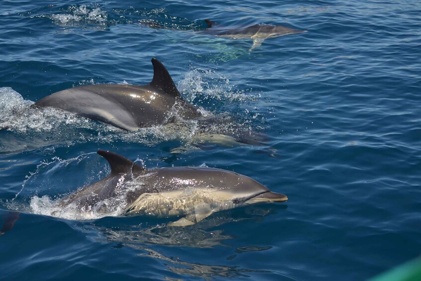 Picture 3 for Activity Albufeira: Dolphin Watching and Benagil Cave Boat Cruise