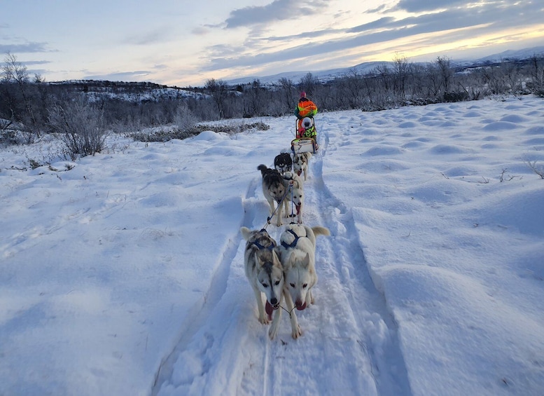 Picture 4 for Activity Børselv: Dog Sledding in the Arctic Wilderness with Huskies