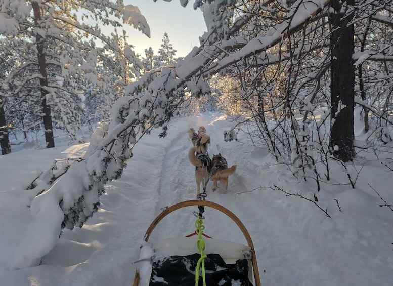 Picture 2 for Activity Børselv: Dog Sledding in the Arctic Wilderness with Huskies