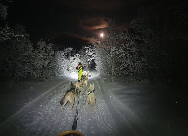 Børselv: Dog Sledding in the Arctic Wilderness with Huskies