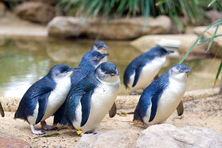 Little Penguins