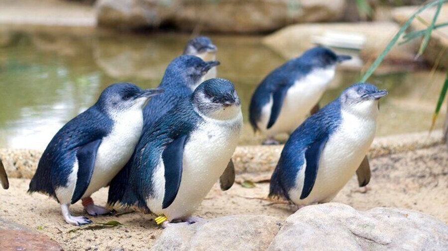 Little Penguins