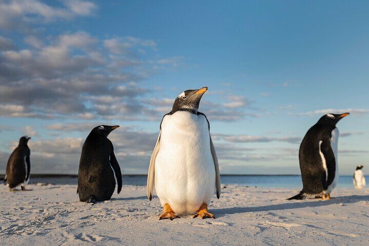Falkland Islands Wildlife Tour in Bertha Beach and Stanley