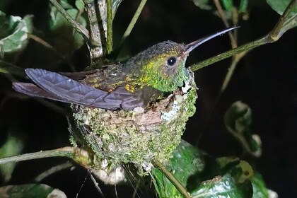 Mystical Night Tour in Tortuguero