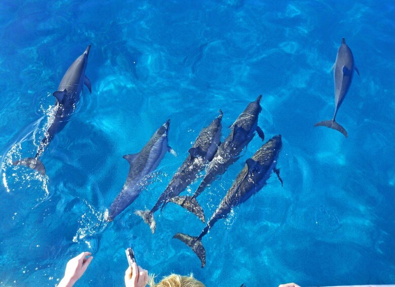 Picture 38 for Activity Hurghada: Giftun Island Tour with Snorkeling & Buffet Lunch