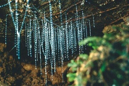 Haruru Waterfalls and Glow Worm Caves Tour