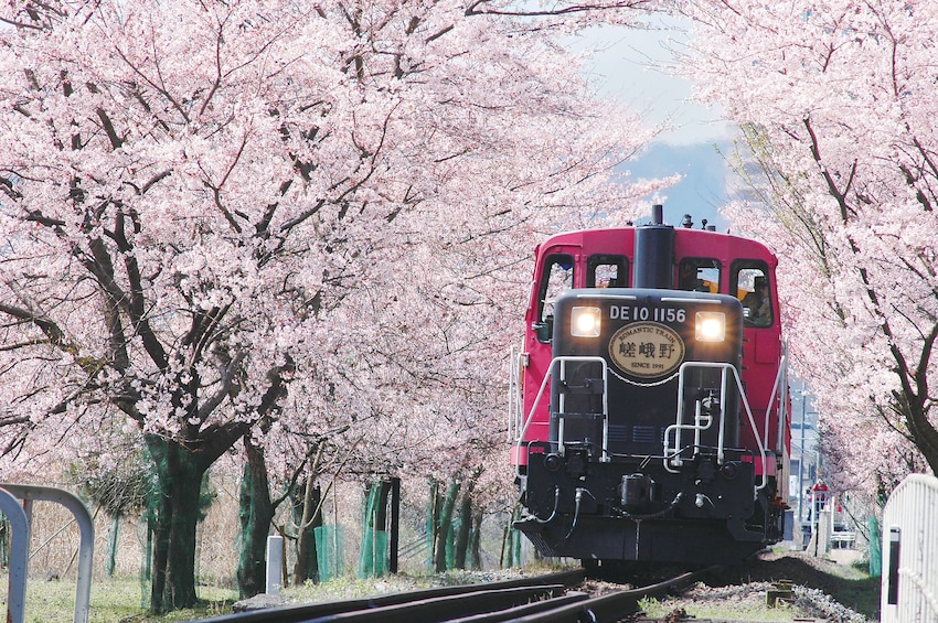 Show item 1 of 10. Train passing cherry blossoms