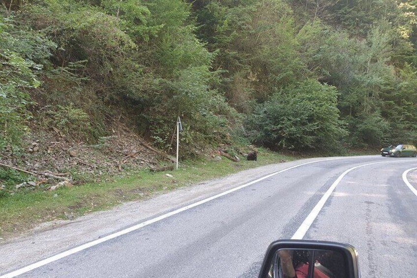 Full-Day Private Carpatian Garden with Dracula's Fortress - Wild Brown Bears