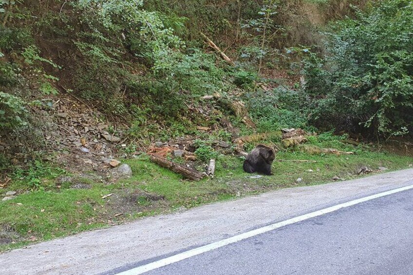 Full-Day Private Carpatian Garden with Dracula's Fortress - Wild Brown Bears