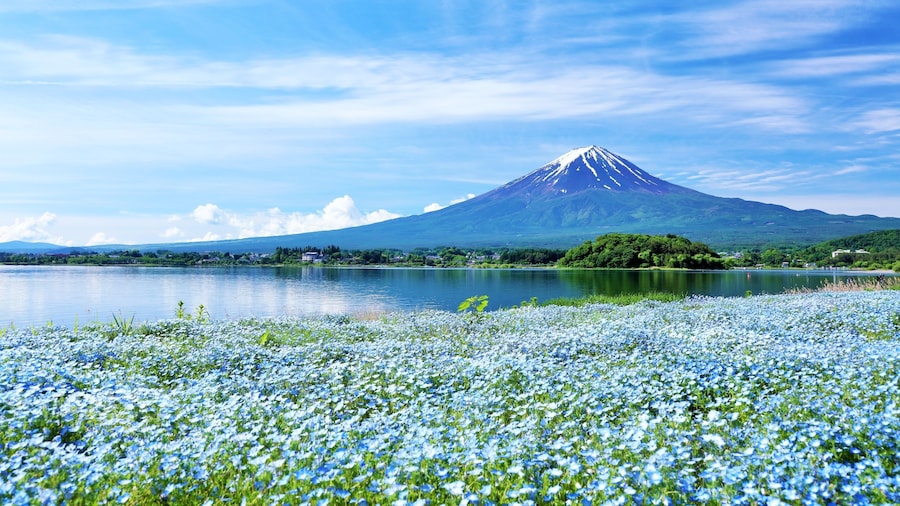 Mt. Fuji and Lake Kawaguchi Bus Tour from Tokyo