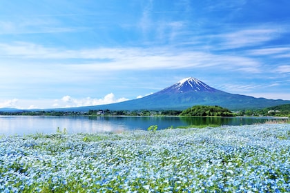 从东京出发的富士山和河口湖巴士之旅