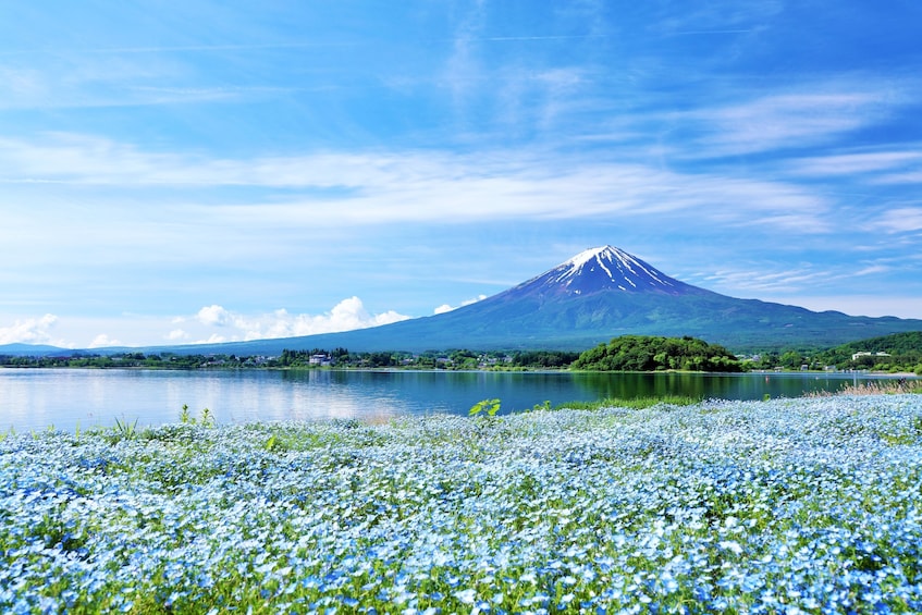 Mt. Fuji and Lake Kawaguchi Bus Tour from Tokyo