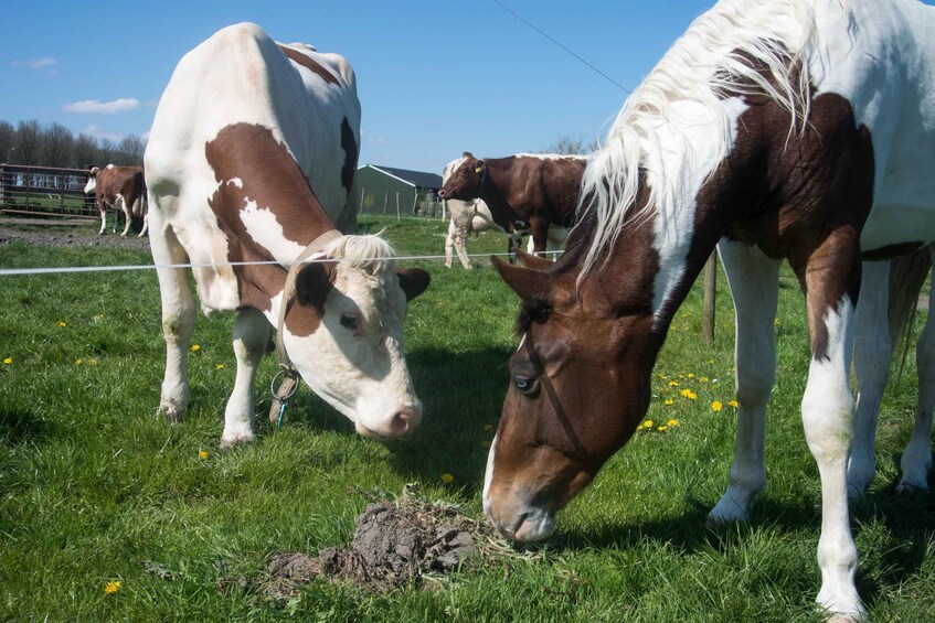 Amsterdam: Full-Day Countryside Tour