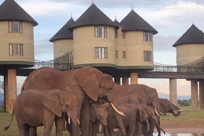 2 Day Night Salt Lick Safari from Nairobi