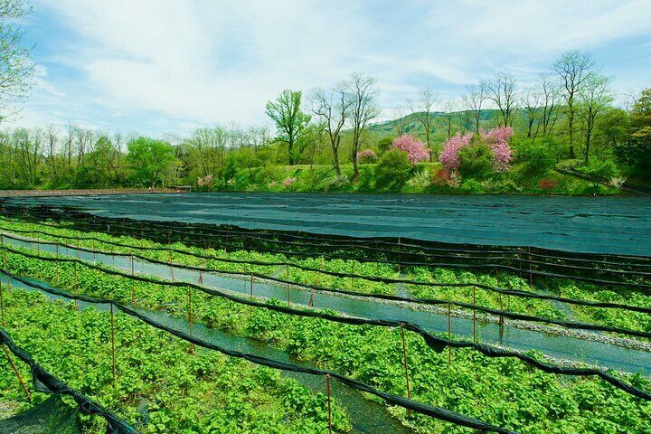 Matsumoto Everything Tour: Castle, Miso, Wasabi, Wine & Ukiyo-e