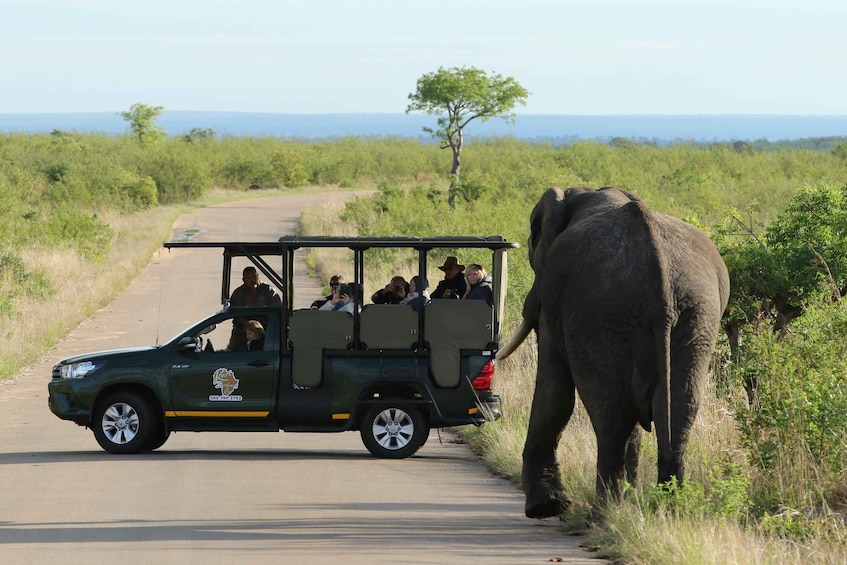 Picture 1 for Activity Kruger National Park: Full-Day Private Safari With Pickup