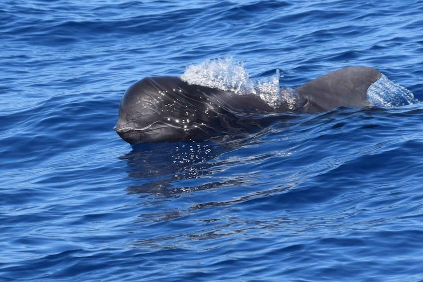 Picture 2 for Activity Tenerife: Private Sunset Cruise with Whale Watching Option
