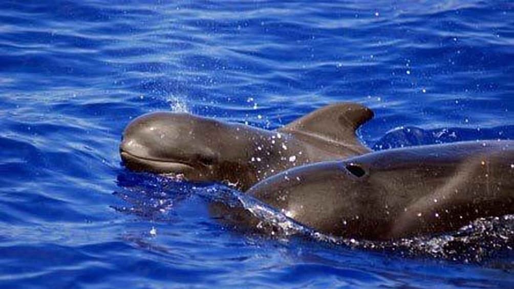Picture 10 for Activity Tenerife: Private Sunset Charter with Drinks and Tapas