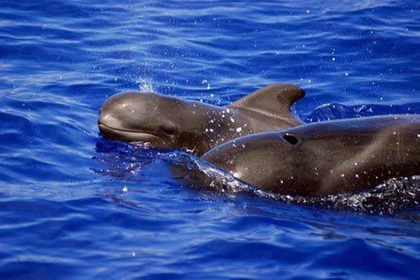 Picture 10 for Activity Tenerife: Private Sunset Charter with Drinks and Tapas