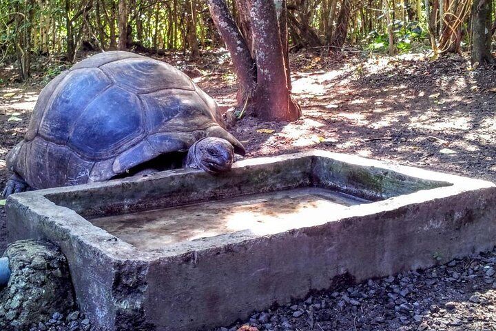 Giant Aldabra Tortoise on Ile aux Aigrettes