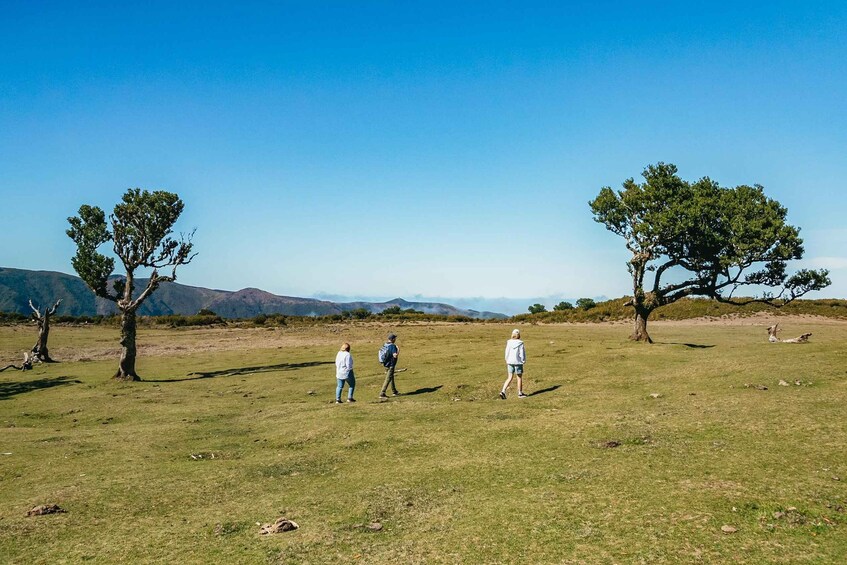 Picture 9 for Activity From Funchal: West Madeira and Laurel Forest Day Trip