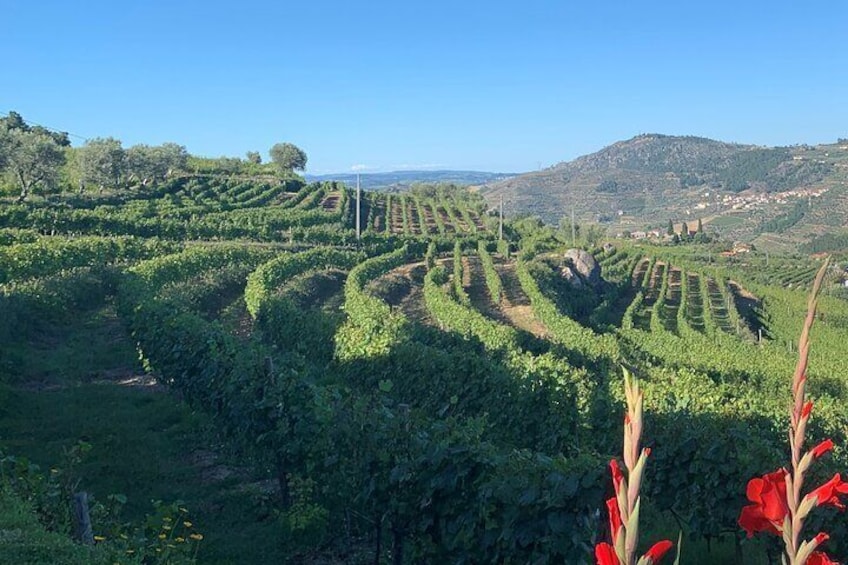 Winery Tour and Wine Tasting Quinta da Portela de Baixo in Lamego